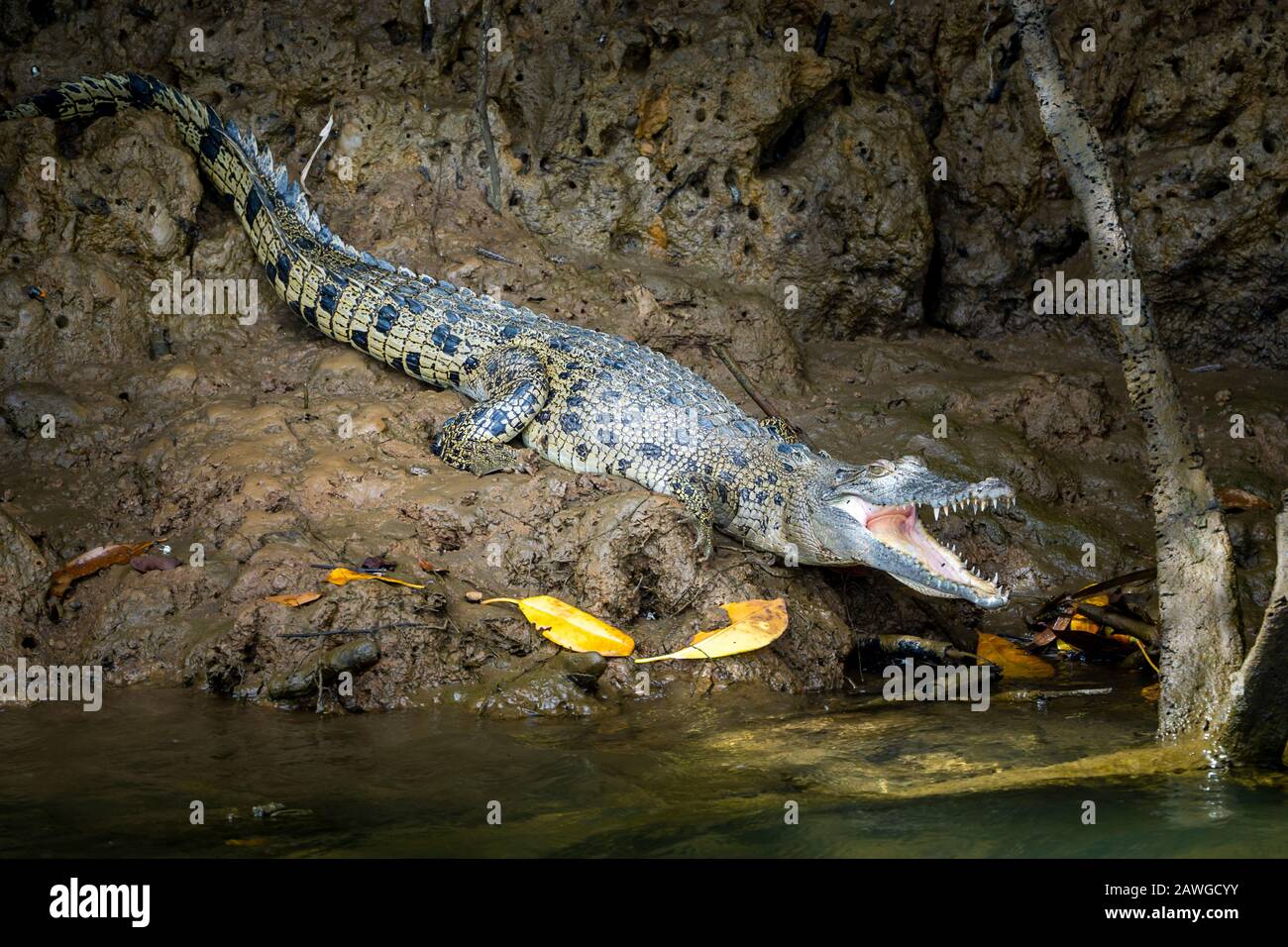 Estuarine crocodile (Crocodylus porosus) with mouth open sunning on madflat on banks of Johnstone River, North Queensland Stock Photo