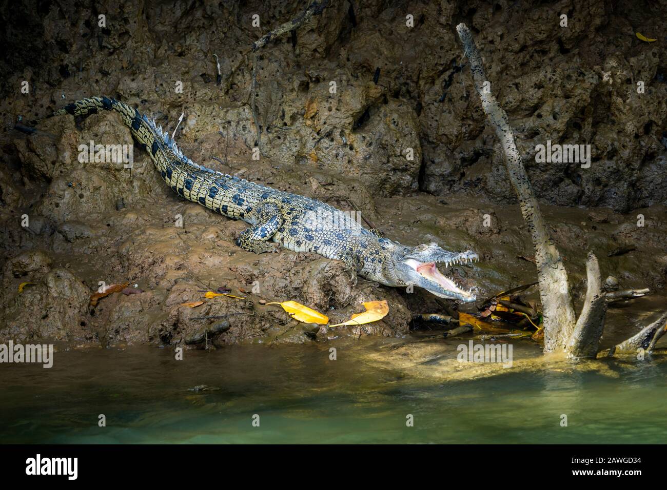 Estuarine crocodile (Crocodylus porosus) with mouth open sunning on madflat on banks of Johnstone River, North Queensland Stock Photo