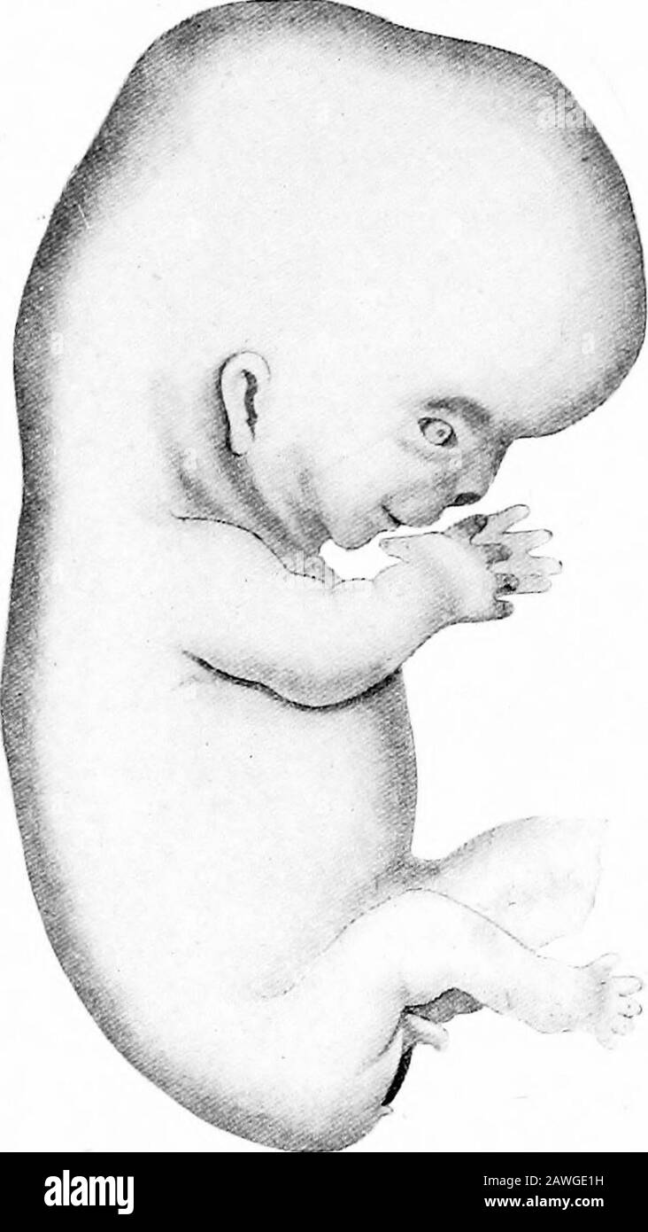 The development of the human body; a manual of human embryology . Fig. 49.—A, Embryo S2, 15 mm. Long (showing Ectopia of the Heart) ;B, Embryo L3:, 17.5 mm. Long.—{His.) In the embryos xxxv (S2) and xcix (L3) (Fig. 49, A andB) of His collection the straightening out of the neck bendis proceeding, and indeed is almost completed in embryoxcix, which begins to resemble closely the fully formedfetus. The tail filament, somewhat reduced in size, stillpersists and the rotundity of the abdomen continues to bewell marked. The neck region is beginning to be distin- IOO THE DEVELOPMENT OF THE HUMAN BODY Stock Photo