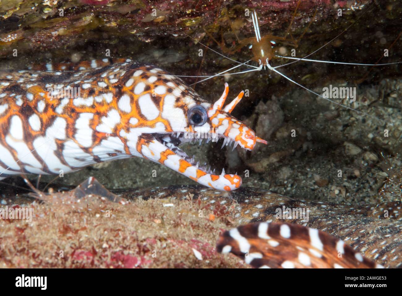 Cleaning station Scarlet cleaner shrimp (Hippolysmata vittata) and