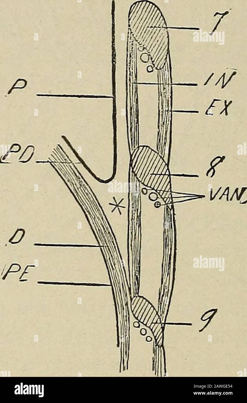 Operative surgery, for students and practitioners . 298 THORAX. the ...