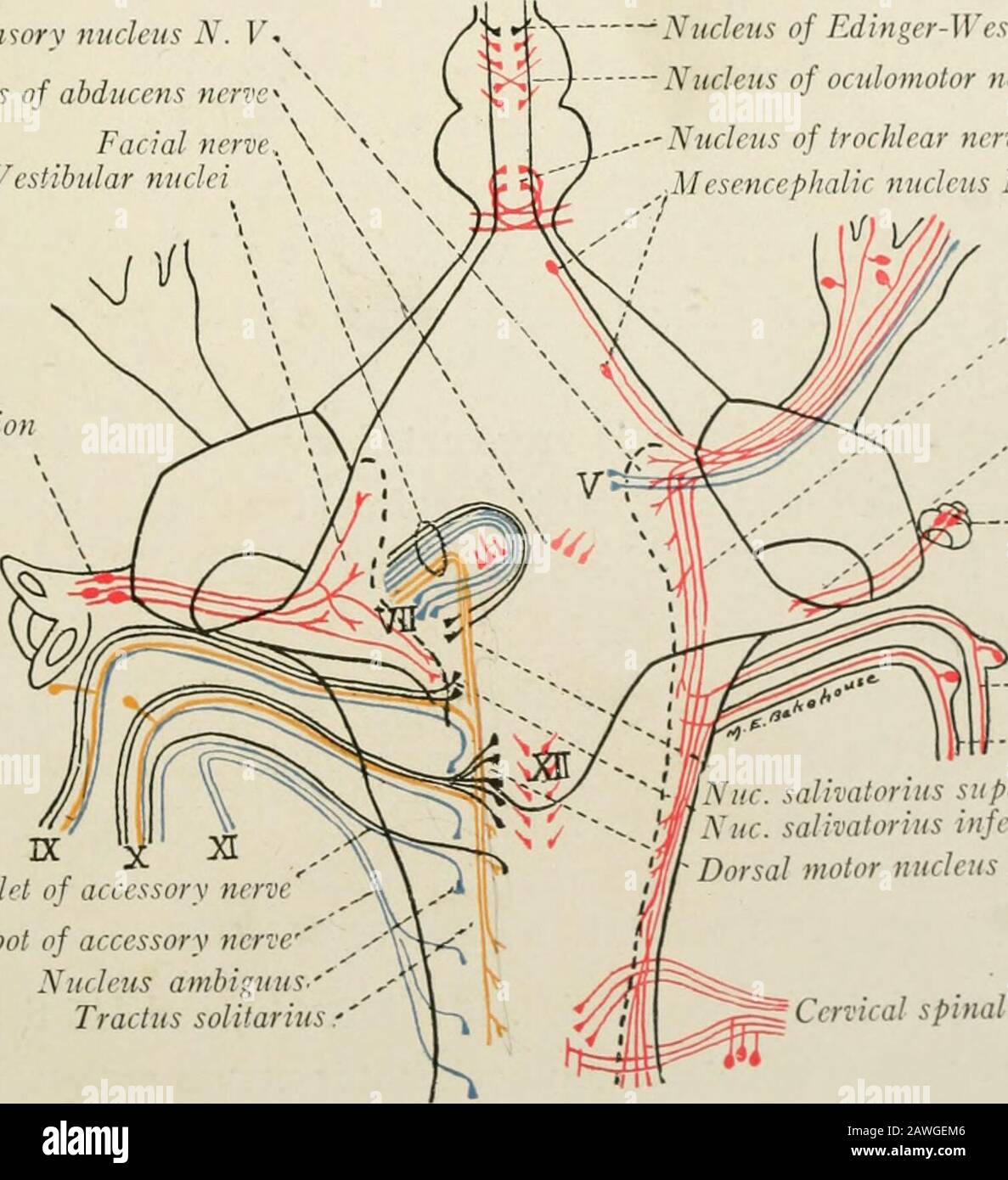 Abducens nerve hi-res stock photography and images - Alamy