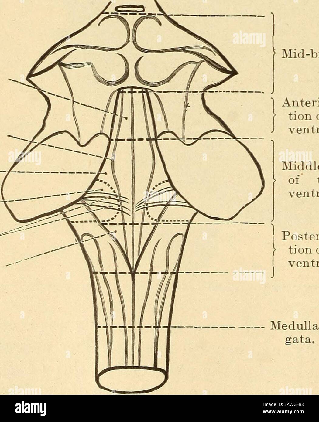 Corpora Quadrigemina High Resolution Stock Photography And Images Alamy Corpora quadrigemina is located in mesencephalon (midbrain). https www alamy com diseases of the nervous system codiculus facialisstria acusticae ala cinerea calamus scriptorius fig 44 funicul gracili prolonged cord avith the rhomboid fossa and corpora quadrigemina fromabove after toldt oculomotor nuclei the anterior small celled nucleus the large celled the longposterior nucleus and finally that situated in the median line the medialnucleus the nerve processes of all these cells converge there ivithout cross ing and form the oculomotornerve the processes of asmall proportion of the dorsalcells of the posterior nucleuscross to the other side cli image342726700 html