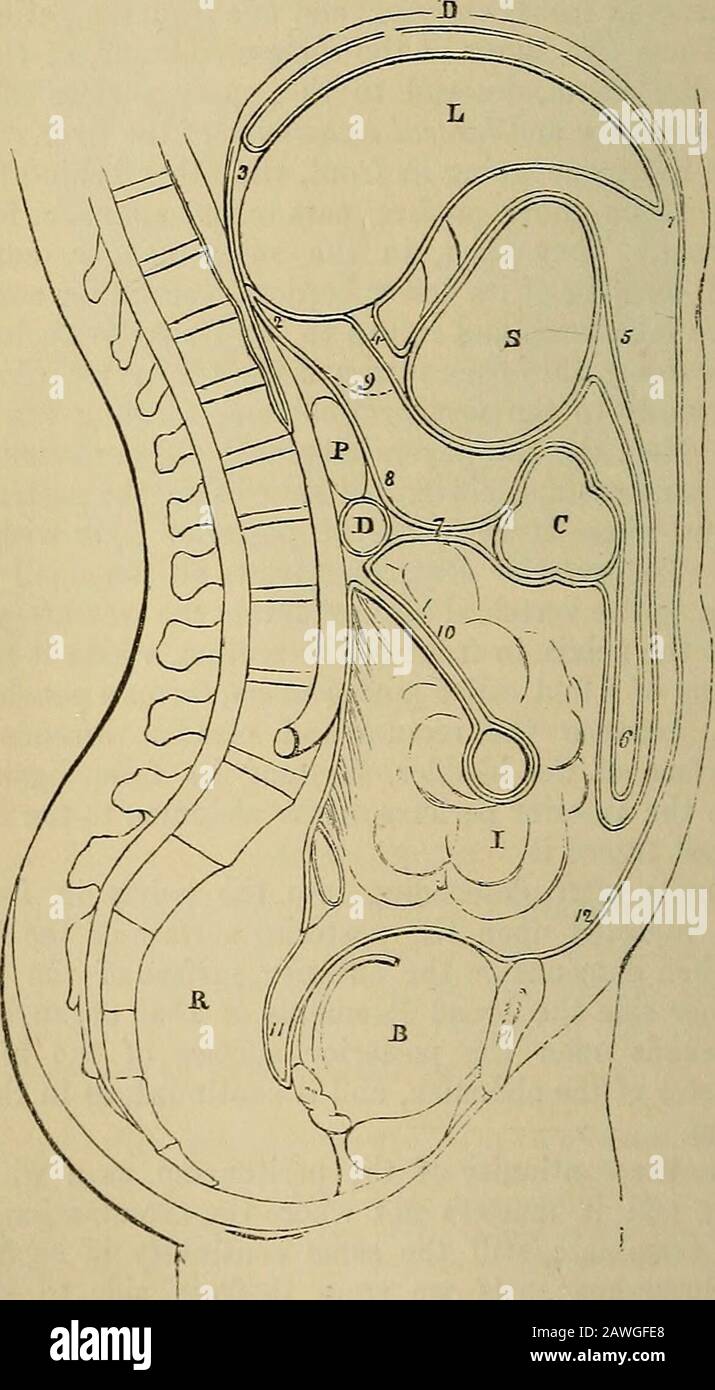 The anatomist's vade mecum : a system of human anatomy . e of the ...