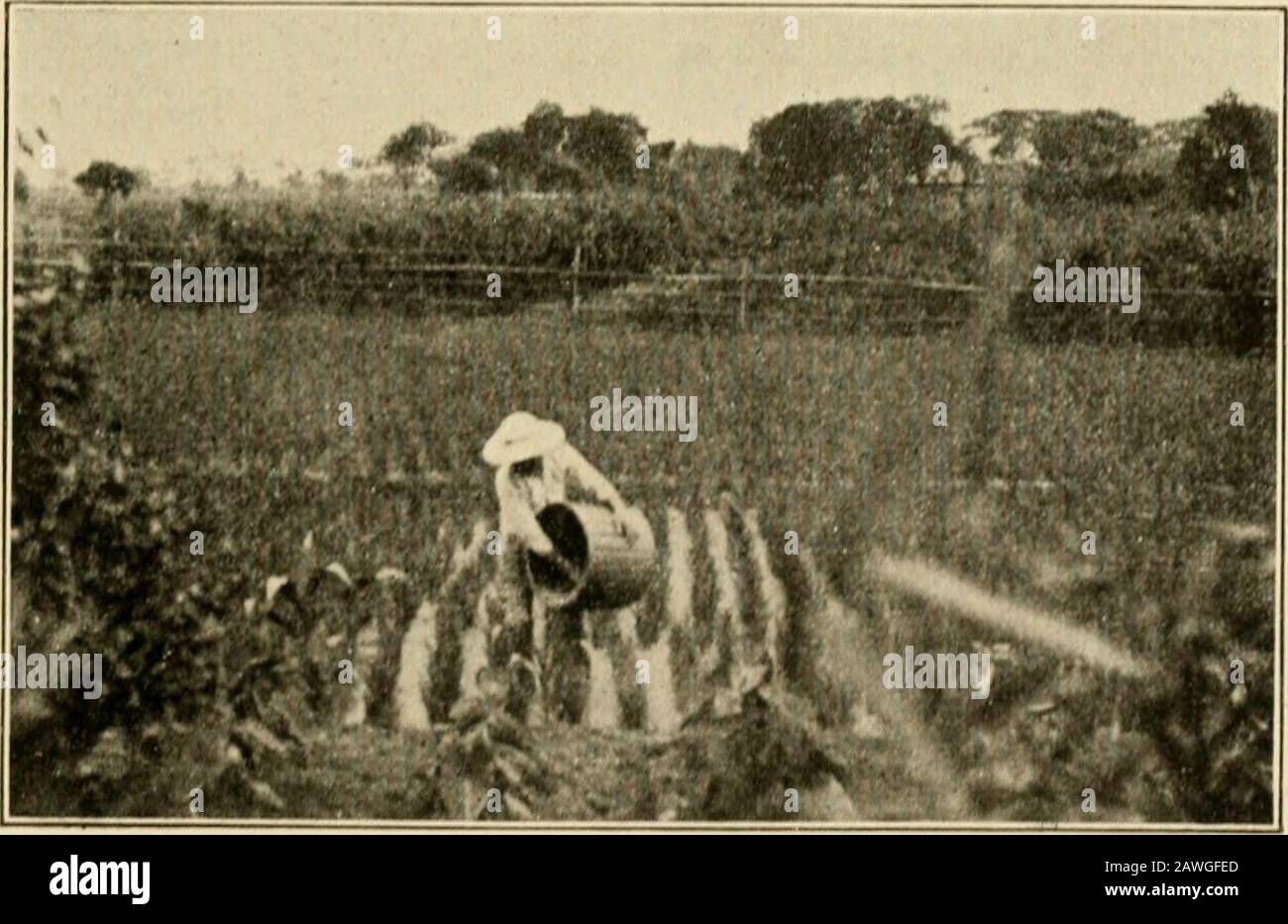 Page 3 Japan L China R High Resolution Stock Photography And Images Alamy https www alamy com farmers of forty centuries or permanent agriculture in china korea and japan drkiiwiijiiclii ol lilt niitioiial lc irnini ol ajfriciiiiiitc iiiwl coiri nierco taking liisdiila innn llicir records informed nic that japanproduced in 1908 and apilied to licr fields 23850295 tons of fid 151 ailyiiig chuff to u rice ucld an it fertilizer 262 rice culture in the orient human manure and 22812787 tons of compost and that sheimported 753074 tons of commercial fertilizers 7000 of whichwere phosphates in one form or another in addition to these shemust have applie image342726789 html