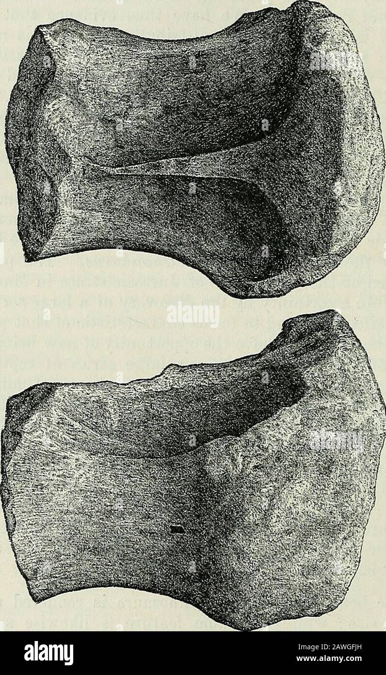 The Quarterly journal of the Geological Society of London . estion. The vertebras are represented by specimens from the cervical,dorsal, lumbar, sacral, and caudal regions. Both the cervicals anddorsals are strongly opisthoccelous, and carry large lateral cavities ;these cavities being apparently devoid of any channel of communi-cation with the interior of the centrum, which seems to be solid; 1 E. B. Newton, Geol. Mag. 1893, p. 193. 2 Id. Quart. Journ. Geol. Soc. vol. li. p. 78. 330 ME. E. LYDEKKEE ON BONES OF A [Aug. T895, and the bone between those of opposite sides being reduced to anexcee Stock Photo