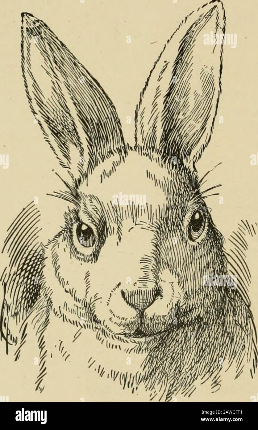 Bonanza rabbit food hotsell