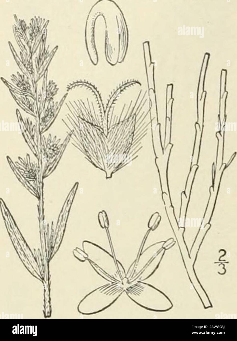 An illustrated flora of the northern United States, Canada and the British possessions : from Newfoundland to the parallel of the southern boundary of Virginia and from the Atlantic Ocean westward to the 102nd meridian; 2nd ed. . CHEXOPODIACEAE. Vol. II.. embryo nearly annular in the mealy endosperm, its radicle pointing downward. [From t!ieGreek for hoariness or mould.] Two known species, the following of western North America ; the otlier, of western Asia andeastern Europe is the generic type. I. Eurotia lanata ( Piirsh) ]Ioq. AmericanEurotia. White Sage. Fig. 1703. Diotis lanata Pursh, Fl, Stock Photo