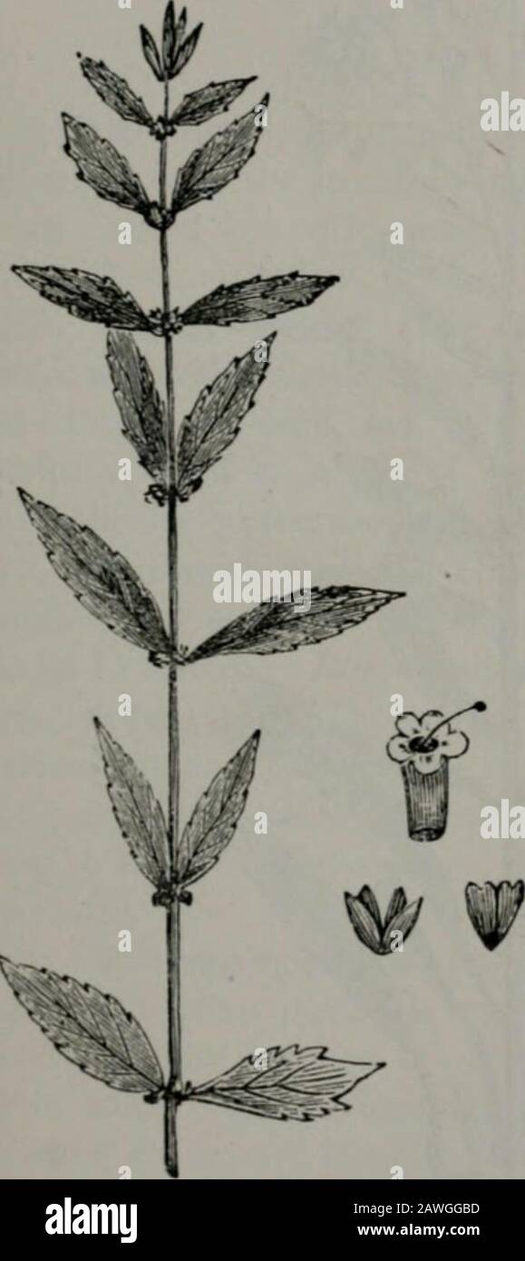 The people's common sense medical adviser in plain English, or, Medicine simplified . Cranesbill. extract, ten to thirty drops; concentrated principle — Geraninone to two grains. ASTRINGENTS. 831 520. Hard hack {Spirea Tomentosa). Spirea, or ]Iea-dow Sweet. The herb. It is a tonic and astringent, nsed indiarrhoea and cholera-infantura. Dose—Infusion, one-half to oneounce; fluid extract, three to six drops. Fig. m.Fig. 123.. Stock Photo