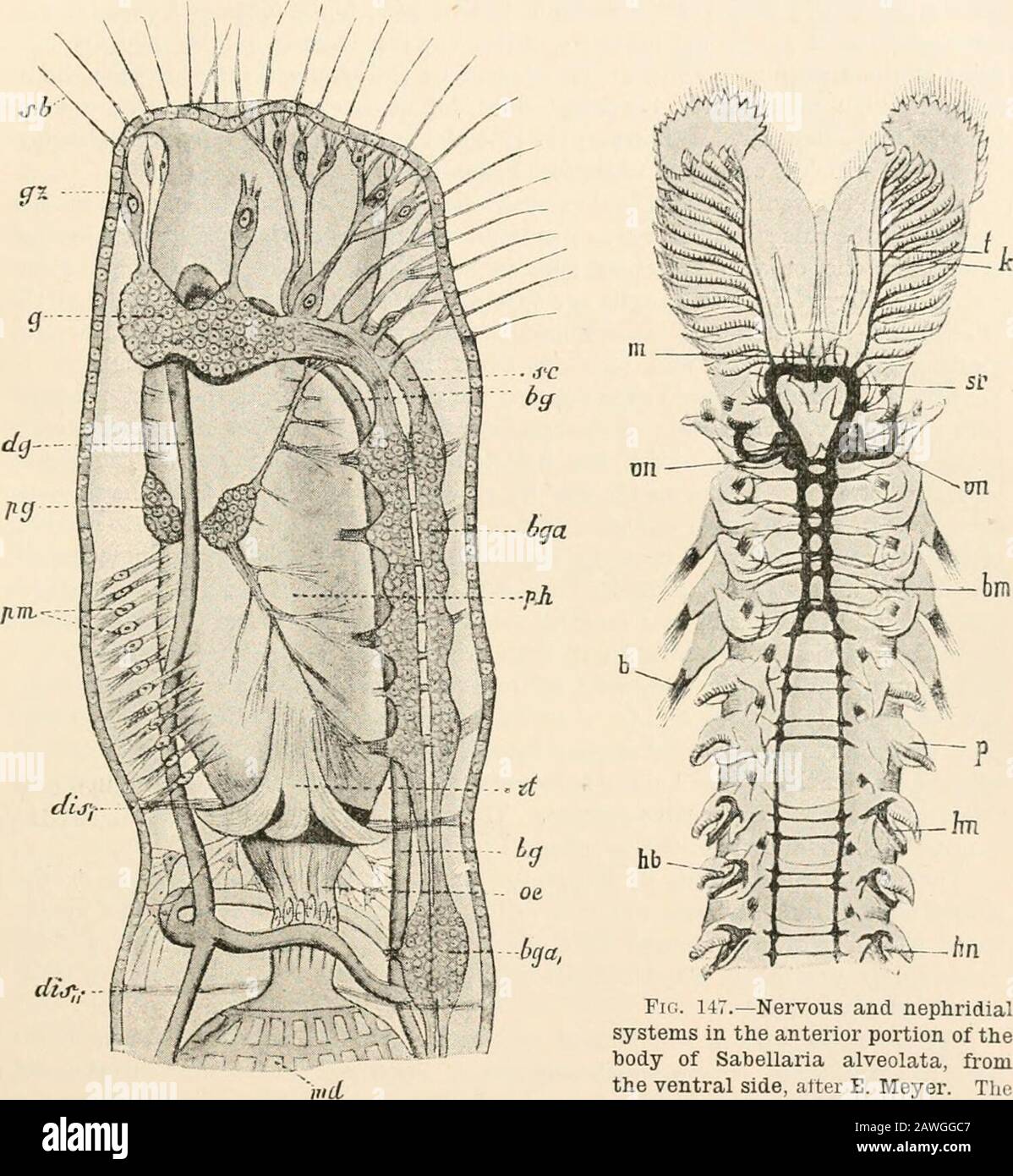 Text-book of comparative anatomy . only need to move together into the ventral middle line, so as tobecome the typical ventral chord of the Annulata. The mouth and oesophagusprevent such a moving together in the anterior part of the body, and so thefirst part of the longitudinal trunks becomes the cesophageal commissures of theAnnulata. An approximation of the longitudinal trunks, which, it is true, never leads to directcontact, may be observed as early as the Nemertina, not to speak of the Platodes.Whereas as a rule among these forms the paired longitudinal trunks lie laterally,sometimes even Stock Photo