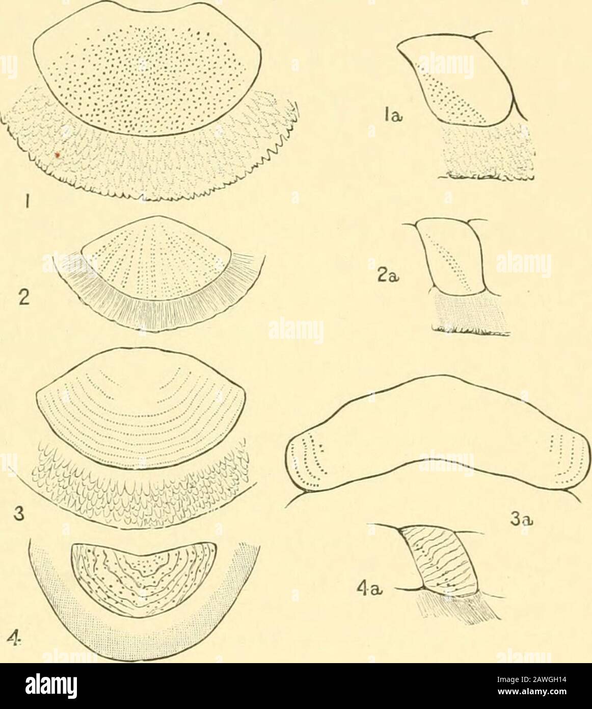The Cambridge natural history . ll, which appeared to refract lightas if composed of glass or crystal. These eyes, in all the speciesof Chiton yet examined, are restricted to the outer sm-face of theexposed area of the shell, never being on the laminae of insertionor on the girdle. In certain sub-genera of Chiton the eyes arescattered irregularly over the surface, in others they are arranged Animal Life, p. 372 f. - Bergli, Morph. Jahrh. x. p. lll. ? ^ Ann. Mag, Nat. Hist. (5) xiv. ]). 141. i88 EYES OF CHITON symmetrically in rows diverging from the apex of each plate, Itutin old specimens the Stock Photo