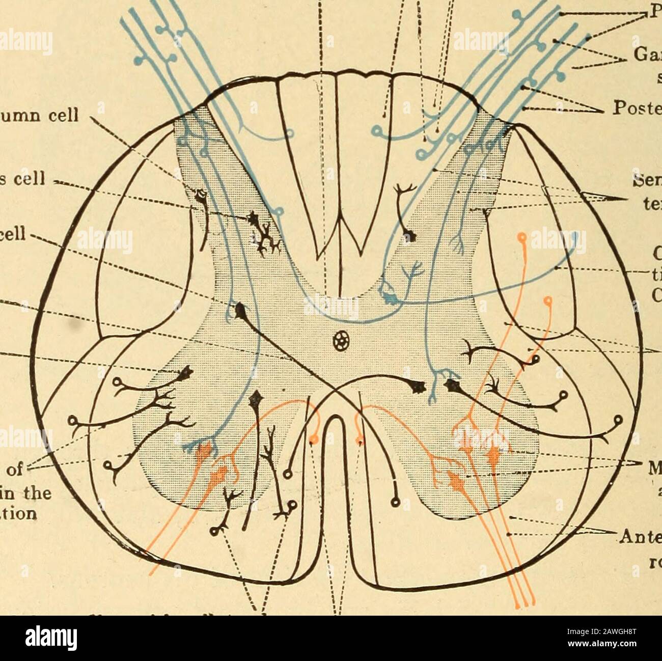 Diseases of the nervous system .. . VOUS SYSTEM A. THE MOTOR TRACT (1) THE  FIRST MOTOR XEVRON (a) The First Motor Seuron in the Spinal Cord The  anterior roots of the, image size:1300x1298
