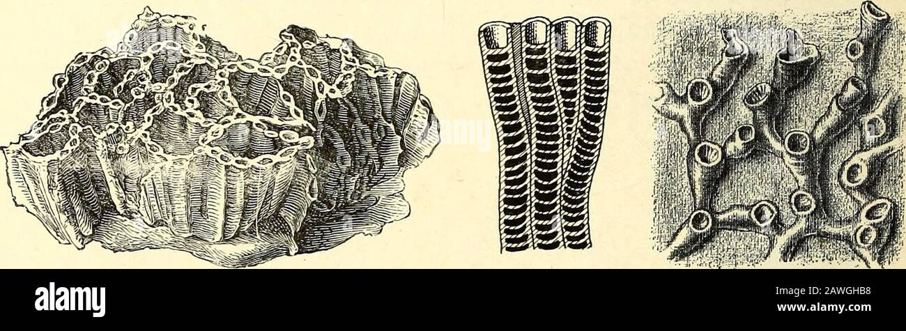 A guide to the fossil invertebrate animals in the Department of geology and palaeontology in the British museum (Natural history) . efunnel-shaped (Fig. 22, h). The living alcyonarian, Clavu-laria, has a tubular skeleton with similar cross-canals, andthe organ-pipe coral, TuMpora, has tabulae either flat orfunnel-shaped and cross-canals running in the flat expansionsthat connect the tubes; therefore many place SyringoiJoraand the Favositidae with these Alcyonaria. In all thesegenera the tubes of eacli colony are of equal size, and doubt-less contained equally developed polyps. On the other sid Stock Photo