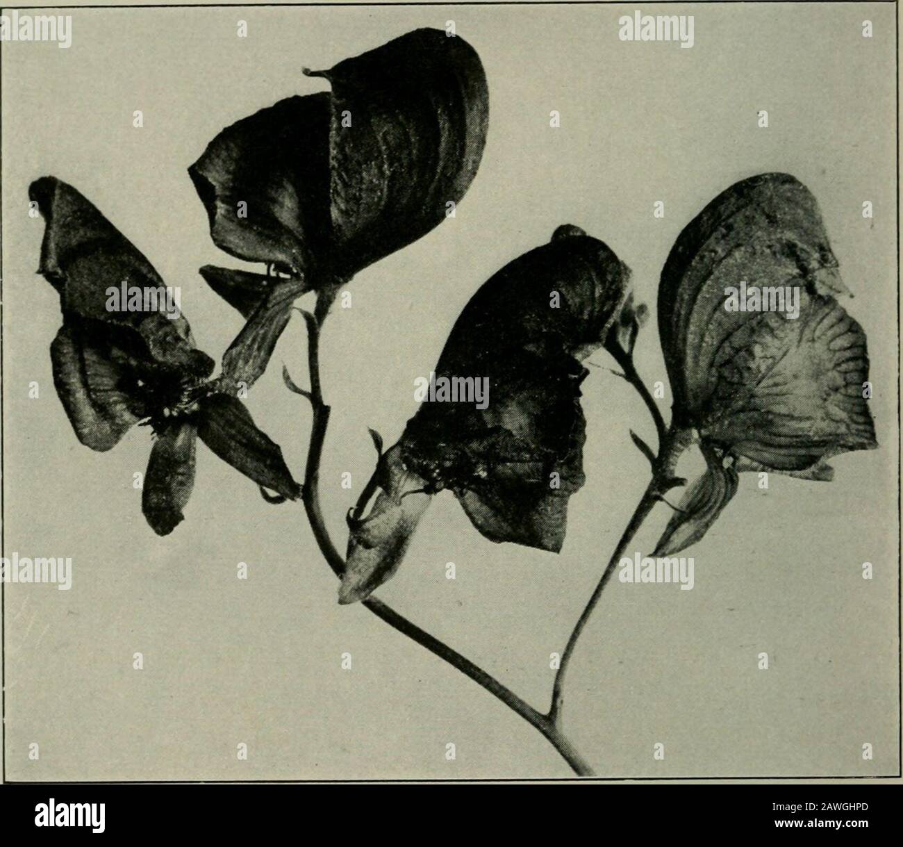 Columbine flowers pollination hires stock photography and images Alamy