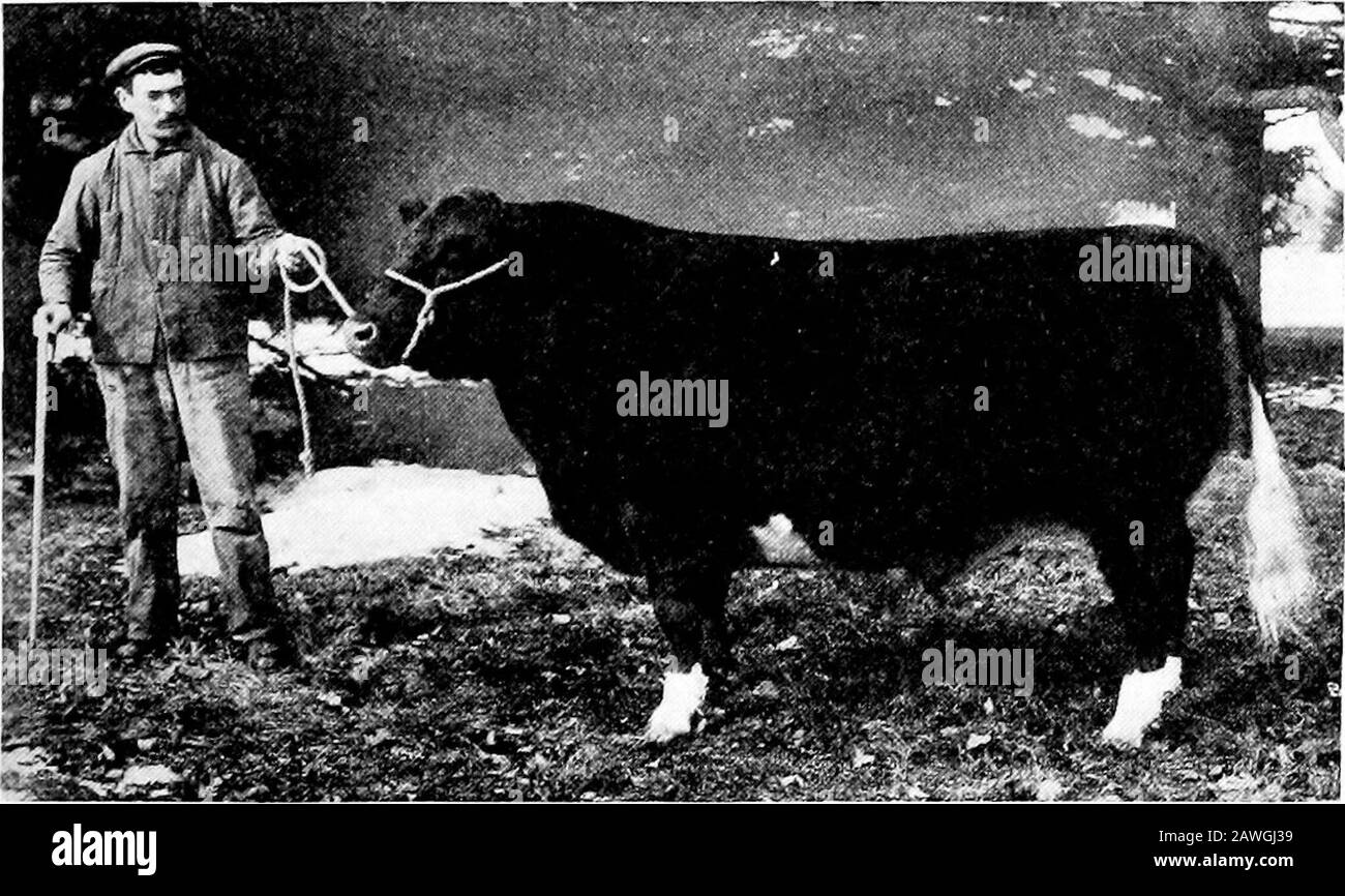 Types and market classes of live stock . , but it has littleor no effect upon the proportion of natural flesh in his make-up.The degree of fatness shown by a steer is referred to as his con-dition, and this feature will now be discussed. Feeds and Feeding, p. 75. Types and Market Classes of Live Stock 37 Condition.—In comparison with dairy cattle, one of themost distinctive features of beef cattle is their abihty to fatteneasily and to deposit the fat in and around the muscles, there-by making the meat tender and juicy. As pointed out above,the feeding of beef cattle is largely a fattening pro Stock Photo