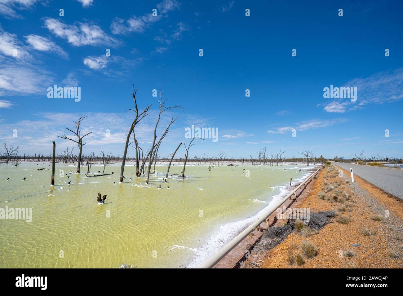 Dead tree trunks in Job Lake, a salt lake near Beacon, Western Australia Stock Photo