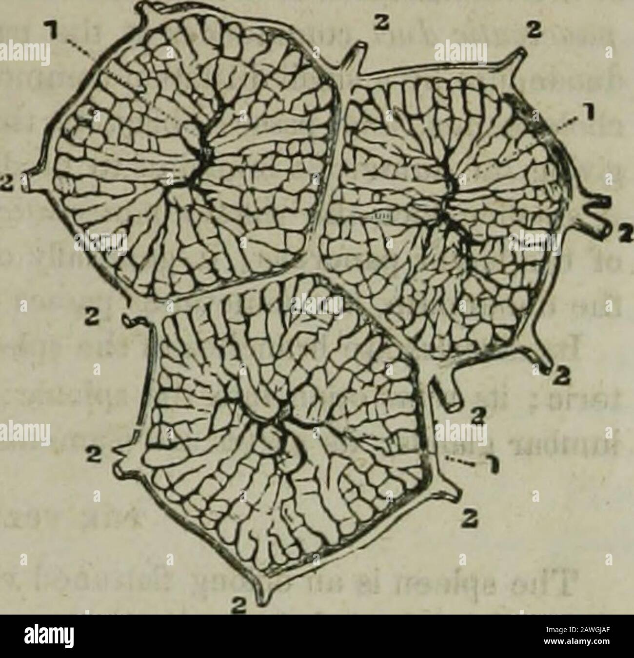 The hydropathic encyclopedia : a system of hydropathy and hygiene in eight parts ..designed as a guide to families and students, and a text-book for physicians . The artery SPLANCHNOLOGY. 221 ramifies abundantly in the coats of the hepatic ducts, supplying mate-rials for their mucous secretion, and for the nutrient vessels of theentire organ. The hepatic veins commence in the centre of each lobule by minuteradicles, which collect the impure blood from the lobular venousplexus, and convey it into the interlobular veins ; these open into veinscalled sublobular, and the sublobular unite to form t Stock Photo