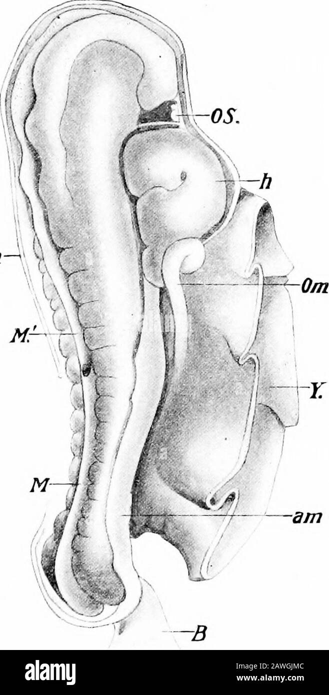 The development of the human body; a manual of human embryology . Fig ...