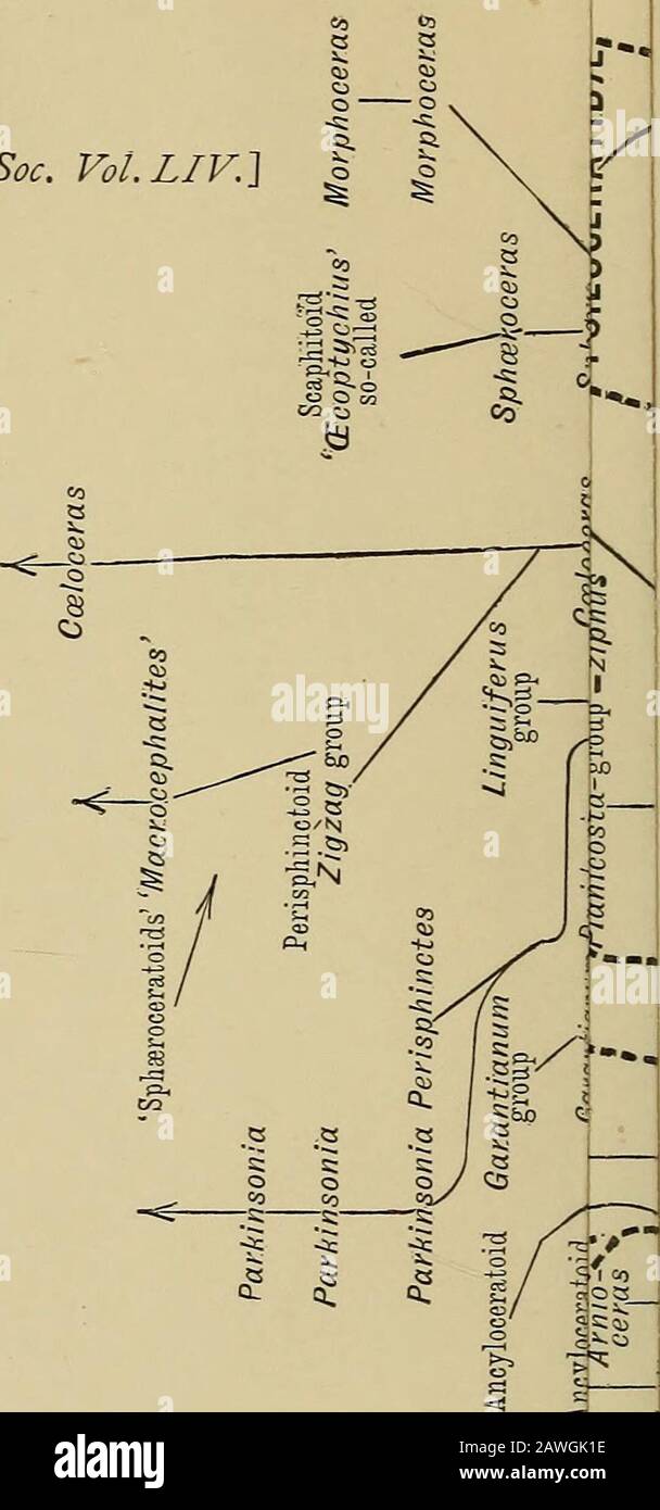 The Quarterly journal of the Geological Society of London . cei-as planorbis. Oiironolooical Tbrhs. y Ludwigian Age. Stepheocera-tidan Epoch. Deroceratan Age. )? Asteroceratan Age. J- Calcceratan Age. ArietidanEpoch. [I take uo responsibility for the sti-atigiaphiLttl tenns. They are only placed here interpreted from the very different views which authorities have as to tlieir use. In fa ^ I Chronographe gi5ologi(mc, 2ud cd., Ooinpte-rendu Vlfime Congr. Geol. lutan. Ziti ^ [The arenaceous Midford and Cotteswold Sands have been ranged in the Iiiferiur 0 oii;rh jnidauce;i term ditlers -riHis sul Stock Photo