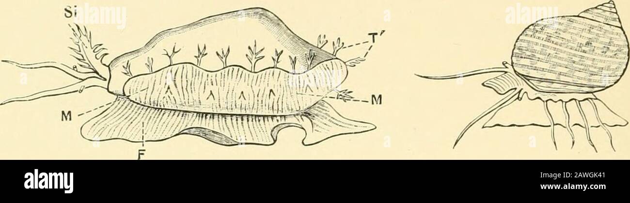 The Cambridge natural history . frequently happens that several senses are centred ina single organ, thus the upper tentacles of snails not onlycarry the eyes and serve to a certain extent as tactile organs,but they also carry the organs of smell. The edges of the mantle, which are sometimes specialisedinto lobes, appear to be keenly sensitive to touch in allGasteropoda. In Cypraea (Fig. 81) these lobes, or tentaculae, are aprominent feature of the animal, and also in certain genera ofthe Trochidae (Fig. 82). In most of the carnivorous landPulmonata—e.g. Testacella, Ehytida, Ennea—there are de Stock Photo