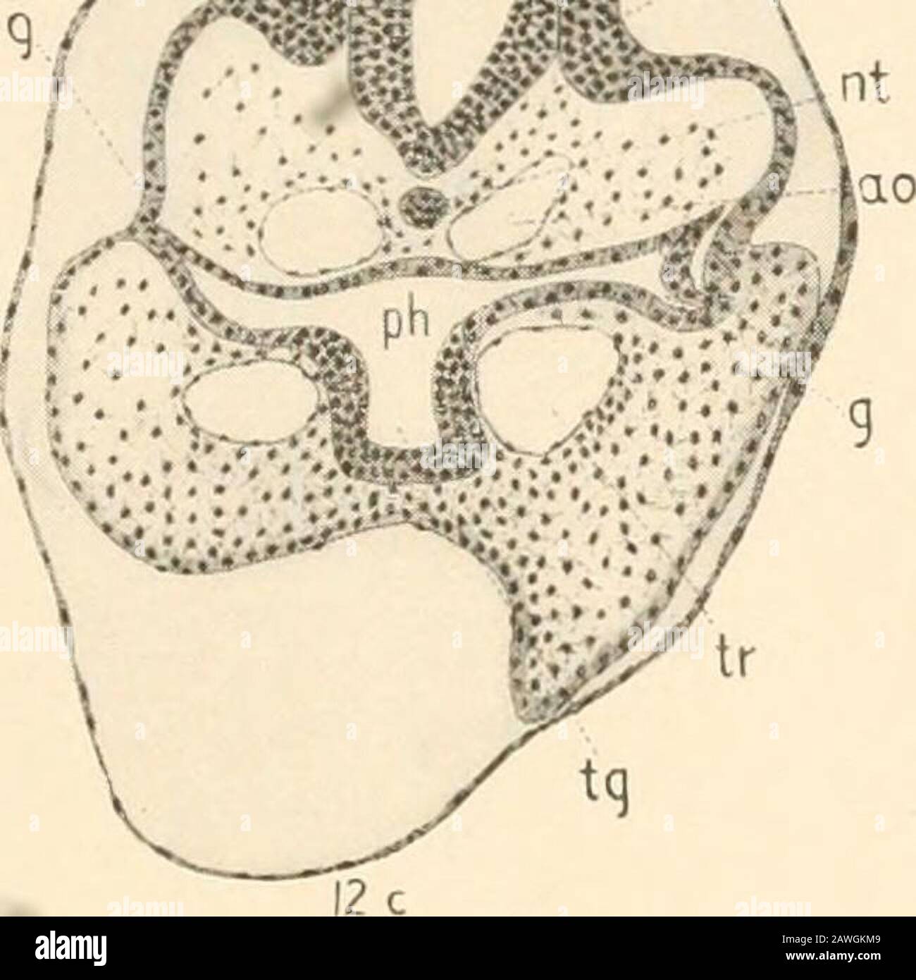 Smithsonian miscellaneous collections . DEVELOPMENT OF THE AMERICAN ...