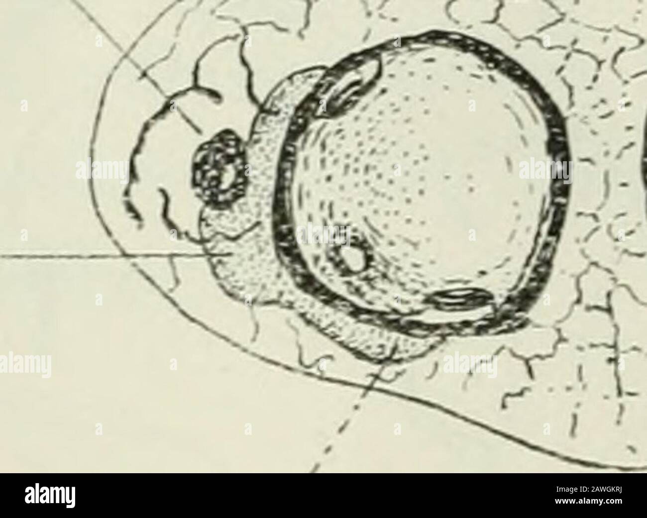 Annals of tropical medicine and parasitology . f the tracheal trunks with the abdominal trachealsystem may be similar to that in Hippobosca uiacnlata (fig. 5)- Melophagus ovinus(Fig. 7) Polypneustic lobes. The lobes in this species are quite rudi-mentary though very clearly defined. Near the centre of each lobeis a large, deep, circular and cup-shaped depression; inside this pitor open chamber is placed, near the lower portion of the wall, thewell-defined main abdominal stigma {a. si.), rendered mostconspicuous by its clear circular opening; near the edge of the pit io6 are two slightly larger Stock Photo