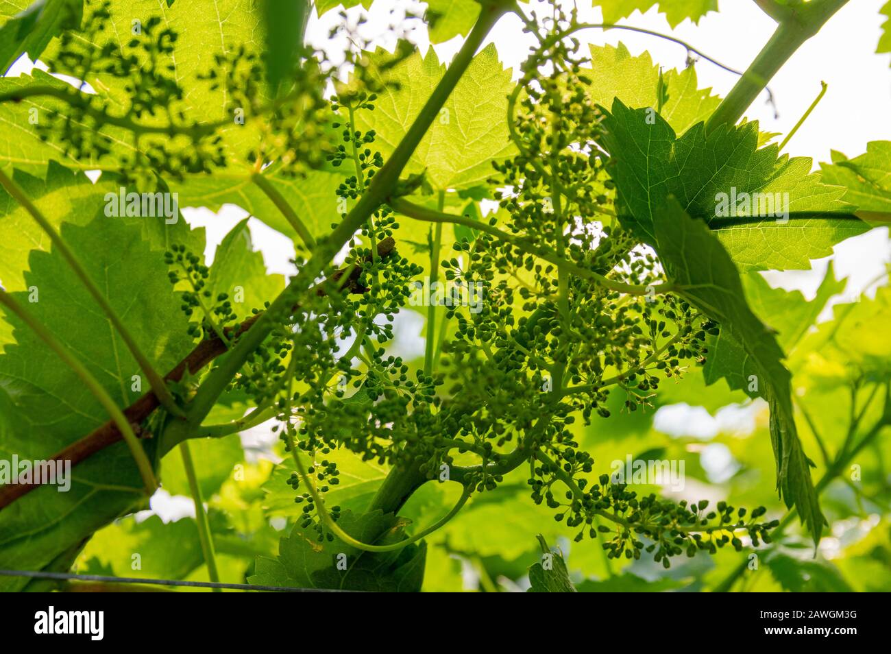 Picture of grapes plants in bud stage - closeup Stock Photo