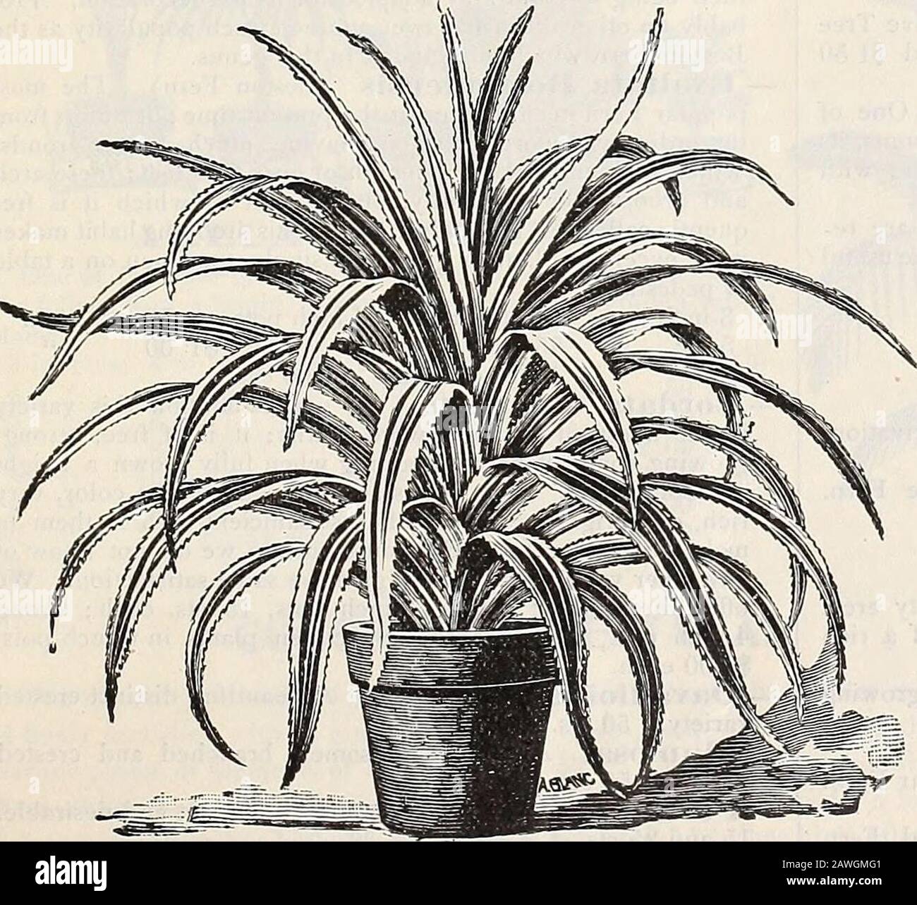 Dreer's autumn catalogue : 1899 bulbs plants, seeds, etc . Dkac.Ena Godseffiana. Drac.«na Lindeni. PANDANUS (Screw Pine). Utilis. This is one of tliemost useful of our ornamentalfoliage plants; excellent forthe centre of vases and bas-kets, or grown as a singlespecimen. Each. 3-in. pots, 8 in. high...$0 25 5 15 ... 1 00 6 18 ... 1 50 Veitclii. This is one of themost attractive of decorativeplants. The leaves are lightgreen, beautifully markedwith broad stripes of purewhite, and gracefully curved. Each.4-in. pots, 12 in. high . .. $1 OO 5 • 15 1 50 6 18 2 00. Pandanus Veitch:. MACROZAMFA ELEQAN Stock Photo
