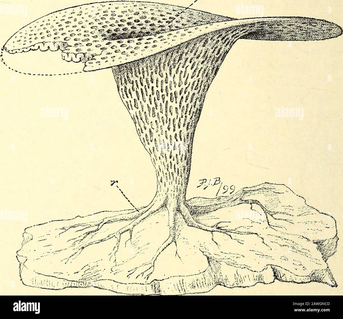 A guide to the fossil invertebrate animals in the Department of 