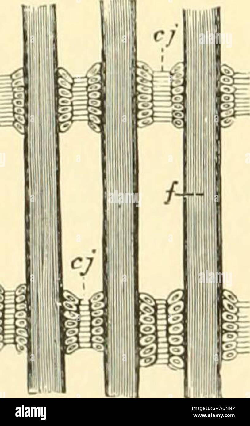 The Cambridge natural history . ; e, e, external row of filaments ; i, i, internal row of filaments ; e, ex-ternal row or plate folded back ; i, internal row folded back ; /, foot; m, mantle ;s, septum ; v, visceral mass. (From A. Lang.) (Fig. 76, B). Unable to extend beyond the limits of the mantle,filaments are reflected or doubled back upon one another, thoseof the external plate l)eing reflected towards the outside, those ofthe internal plate towards the inside. Eachseparate filament is not connected with thefilament next adjacent, except by surfacecilia situated on small projections on th Stock Photo