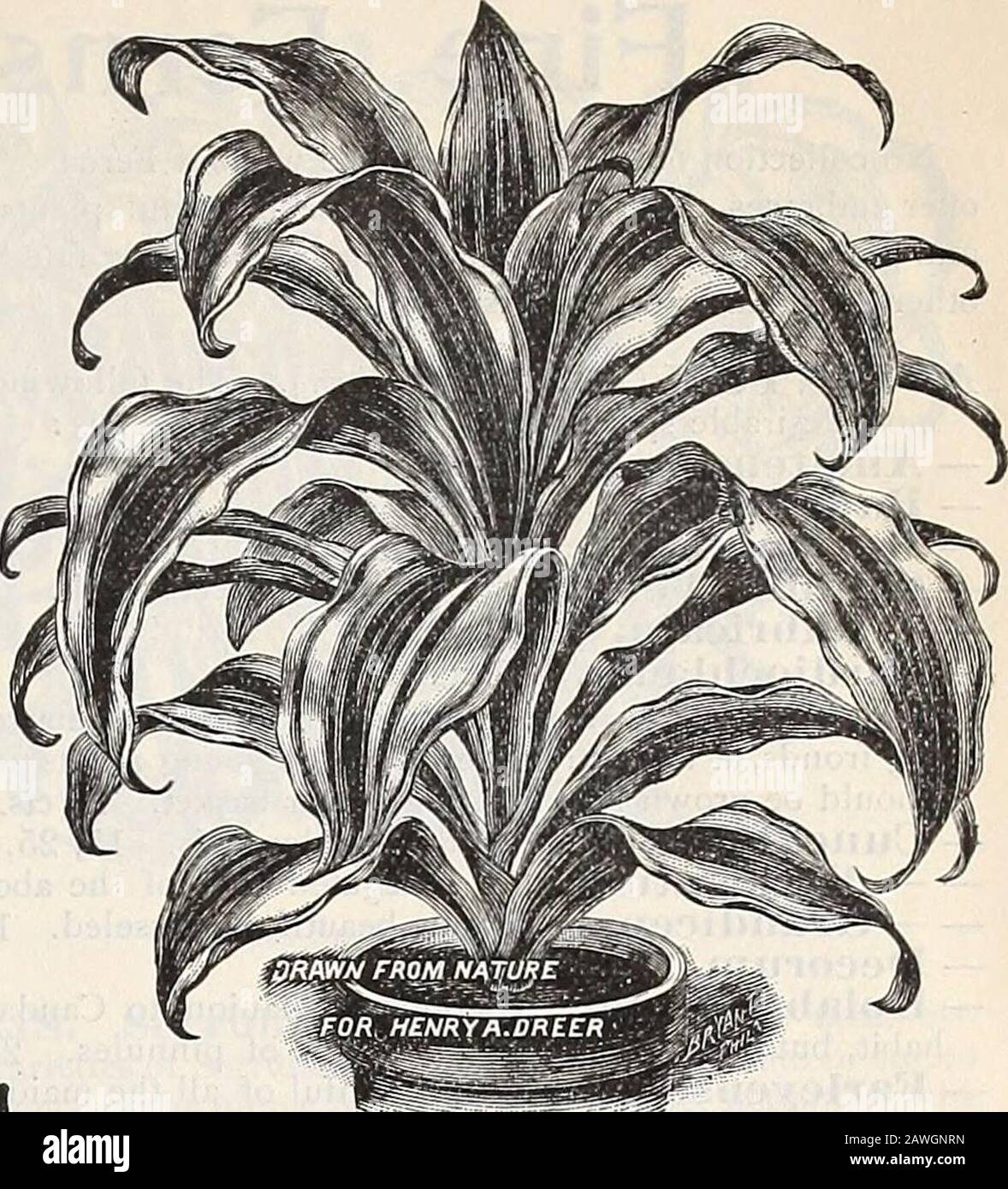 Dreer's autumn catalogue : 1899 bulbs plants, seeds, etc . Dkac.Ena Godseffiana. Drac.«na Lindeni. PANDANUS (Screw Pine). Utilis. This is one of tliemost useful of our ornamentalfoliage plants; excellent forthe centre of vases and bas-kets, or grown as a singlespecimen. Each. 3-in. pots, 8 in. high...$0 25 5 15 ... 1 00 6 18 ... 1 50 Veitclii. This is one of themost attractive of decorativeplants. The leaves are lightgreen, beautifully markedwith broad stripes of purewhite, and gracefully curved. Each.4-in. pots, 12 in. high . .. $1 OO 5 • 15 1 50 6 18 2 00 Stock Photo