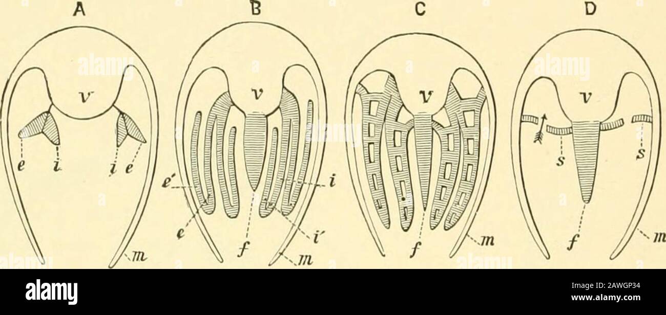 The Cambridge natural history . roliable that the different degrees ofcomplication of the gill indicate degrees of specialisation in thedifferent groups of Pelecypoda, in other words, assuming that asimpler form of gill precedes, in point of development, a morecomplicated form, the nature of the gill may be taken as indicat-ing different degrees of removal from the primitive form ofbivalve. 166 THE GILL IN PELECYPODA 1. The simplest form of gill {Nucula, Lcda, Solenomya, etc.) isthat which consists (Fig. 7G, A, compare Pig. 100, p. 201) of tworows of very short, broad, not reflected filaments, Stock Photo