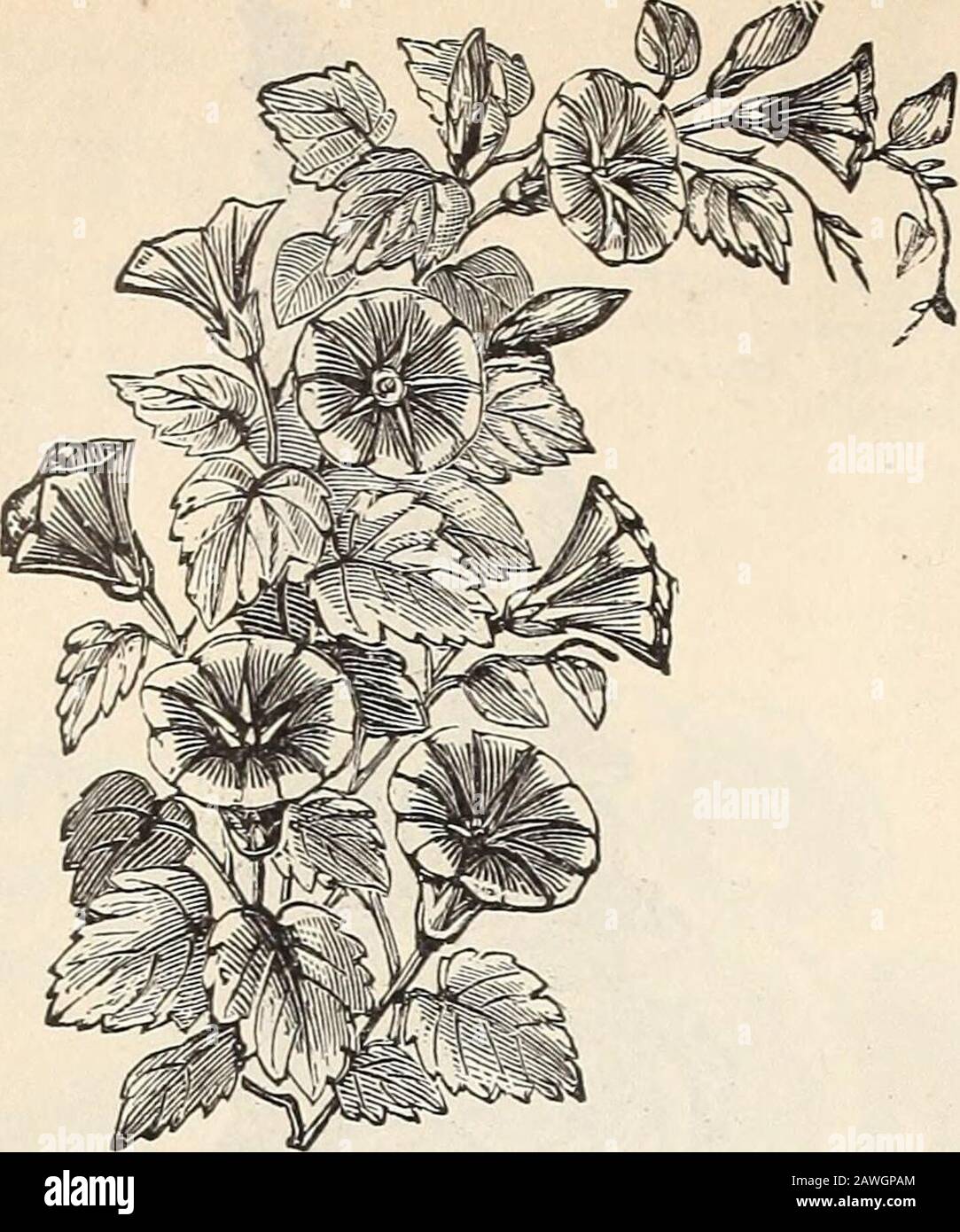R& JFarquhar and Co'scatalogue, 1897 : reliable tested seeds plants, bulbs fertilizers tools, etc. . 4415 ICE PLANT. Curious and pretty annual with thick,succulent, sparkling leaves; dwarf, trailing habit.One-third foot 05 IMPATIENS. (Perennial Balsam ) Produces almostincessantly, large, single, very showy flowers; tenderperennial. One to two feet. 4420 Sultani. Carmine-magenta; large and fine 10 4425 — Fine Hybrids, Mixed. Very showy 15 4430 — Rosea. Rich color 15 4435 INULA Ensifolia. Fine, free, hardy border plant inbusii form; flowers, golden-yellow, one-and-a-halfinches across ; perennial Stock Photo