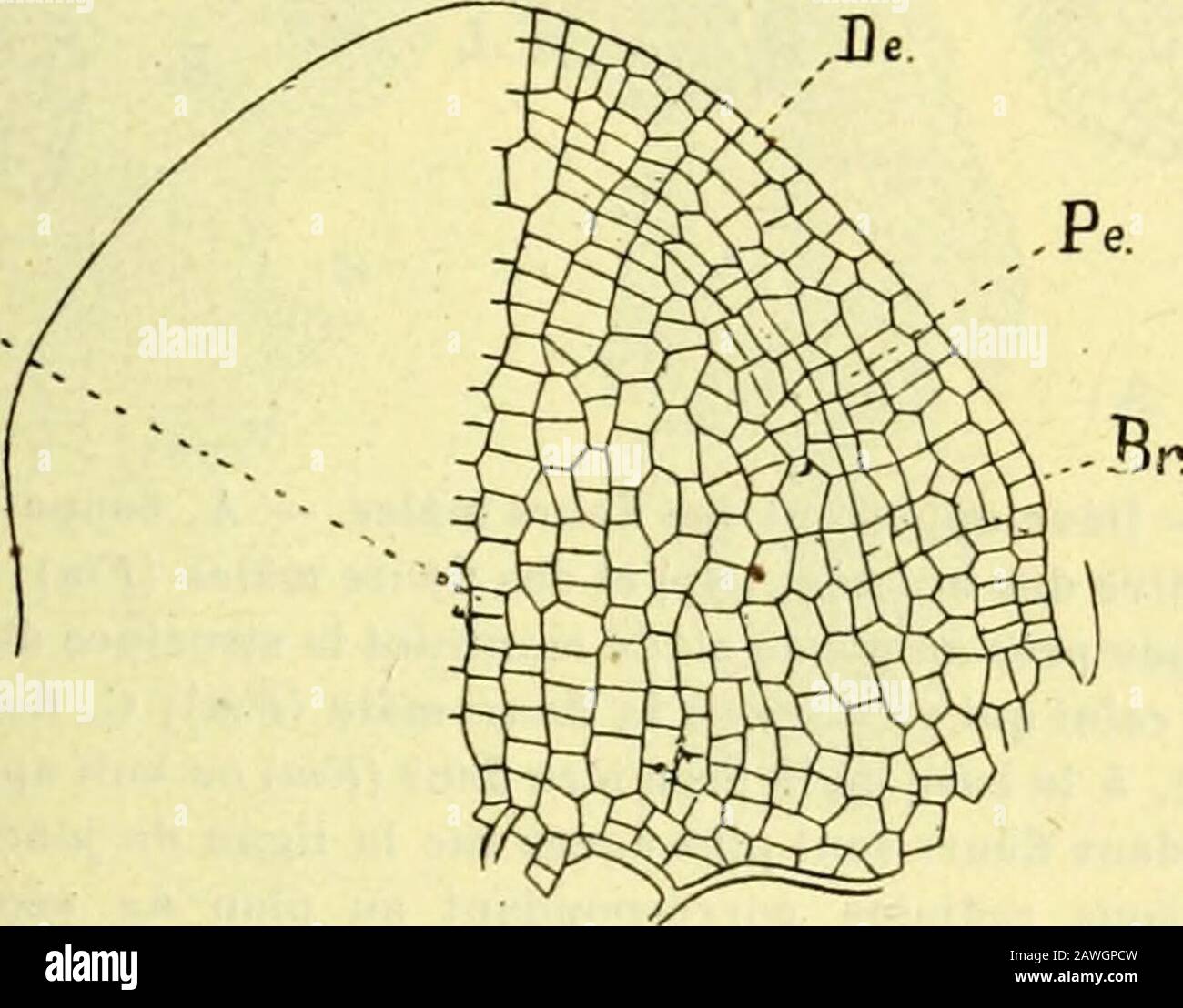 Actes de la Socilinnnne de Bordeaux . ris (fig-. 44) se présente sous la forme dun bourg-eonarrondi à la base duquel on voit sépanouir les faisceaux fibro-vasculaires et les laticifères qui vont vers laxe ou dans la bractée axillaire. Ce bour-g-eon est recouvertdune couche decellules aplaties etrégulières qui enconstitue len-veloppe {dermato-Cjène Hanstein) etqui se divisent pardes cloisons radialesau fur et à mesurequil saccroît ; danssa masse on distin-gue deux zones :lune, externe, com-prend q uatre ou ci nqassises dont les cellules très riches en protoplasma se divisent pardes cloisons tan Stock Photo