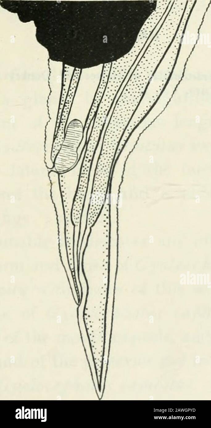 Rayand Annals of tropical medicine and parasitology . terior extremity ofmale ...