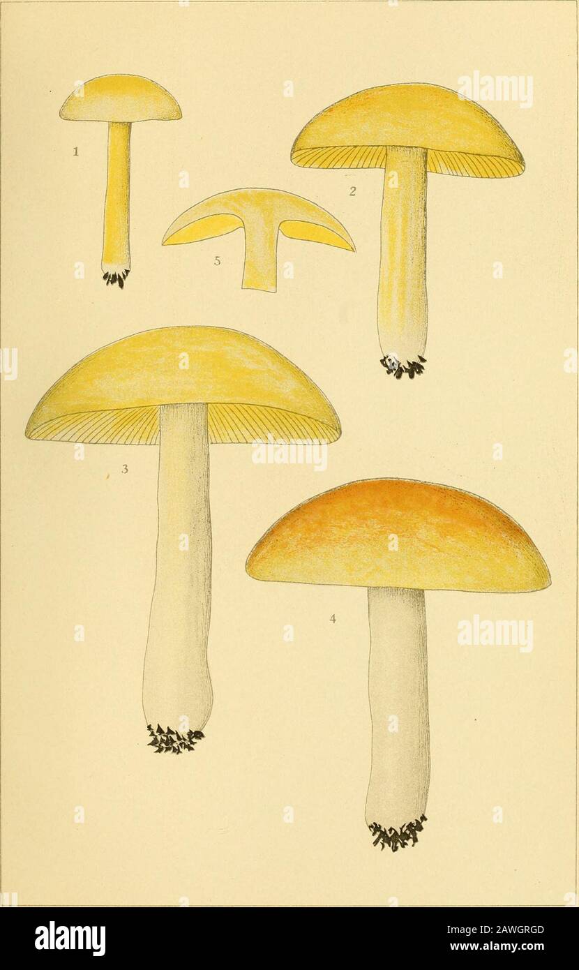 Annual report . AMANITA OVOIDEA BUI.L,. OVOID AMANITA Plate 132 127 Tricholoma chrysenteroides Pk. GOLDEN FLESH TRICHOLOMA I, 2 Immature plants 3 Mature plant 4 Old plant 5 Vertical section of the upper part of an immature plant 6 Four spores x 400 128 N. Y. STATE MUS. 66 EDIBLE FUNGI PLATE 132. TRICHOLOMA CHRYSENTER01DES Pk. GOLDEN FLESH TRICHOLOMA Plate IX 129 Russula ballouii Pk. BALLOU RUSSULA 1 Plant showing upper surface of pileus and stem 2 Plant showing both upper and lower surface of pileus and stem 3 Vertical section showing half of the upper part of a plant 4 Four spores x 400 Trich Stock Photo