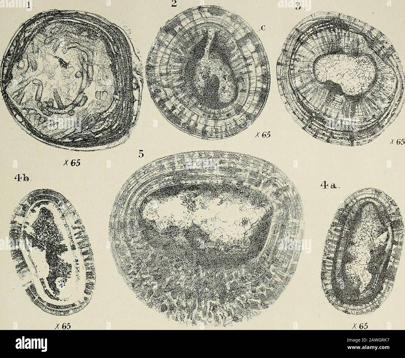 Origin of 'a grain of salt