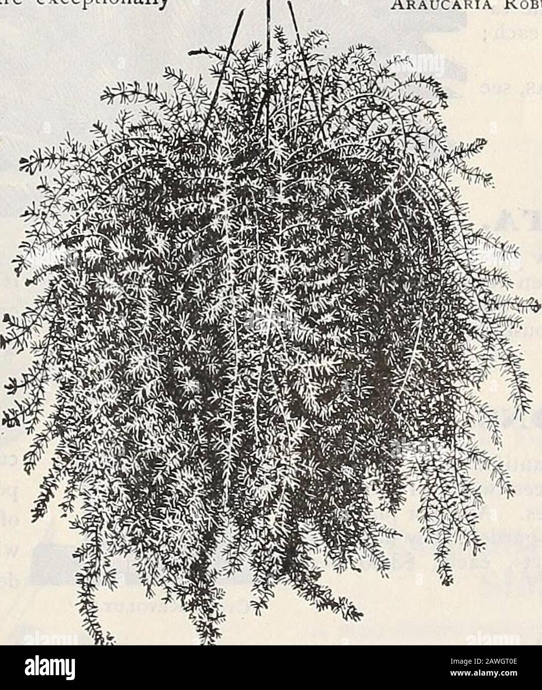 Dreer's autumn catalogue : 1899 bulbs plants, seeds, etc . Araucaria Robusta Compacta. Asparagus Sprengeri. A most de-sirable new species, es-pecially useful to grow asa pot plant for decorativepurposes or for plantingin suspended baskets ; thefronds are frequently fourfeet long, are of a richshade of green and mostuseful for cutting, retain-ing their freshness afterbeing cut for weeks. Itwill make an excellenthouse plant, as it with-stands dry atmosphere andwill succeed in almostany position. We con-sider this one of the besthouse plants introducedfor many years. (Seecut.) 25 cts. each ; $2.5 Stock Photo