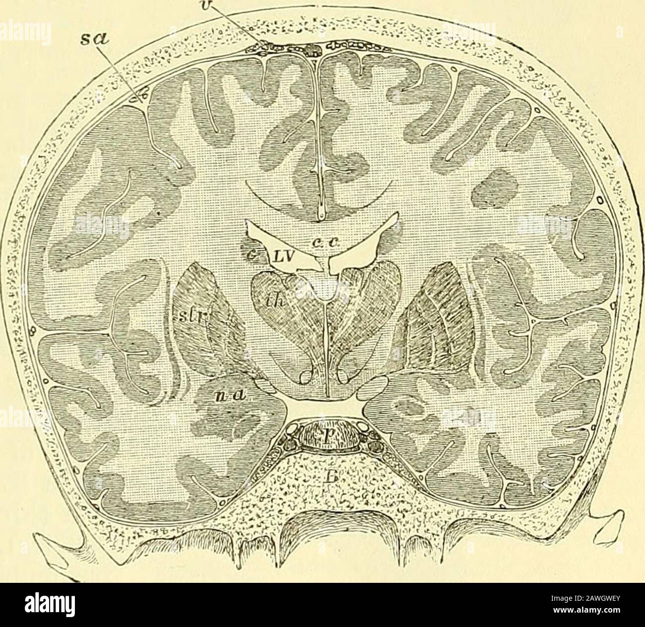 Quain's elements of anatomy . d into the straight sinus, having generally first unitedinto a single trunk. The corpora striata {ganglia of the cerebral hemispheres), situated infront and to the outer side of the optic thalami, are two large ovoid Fig. 306. — Trans- Fig. 306. VEKSE SECTION THROUGH THE BRAINAND SKULL MADE WHILST FROZEN (Keyand Retzius). J c, c, corpus callo-sum ; below its middlepart the septum luci-dum, and below thatagain the fornix ; L V,lateral ventricle ; th,thalamus; between thetwo thalami the thirdventricle is seen; belowthe thalamus is thesubstantia innominata;sir, lenti Stock Photo