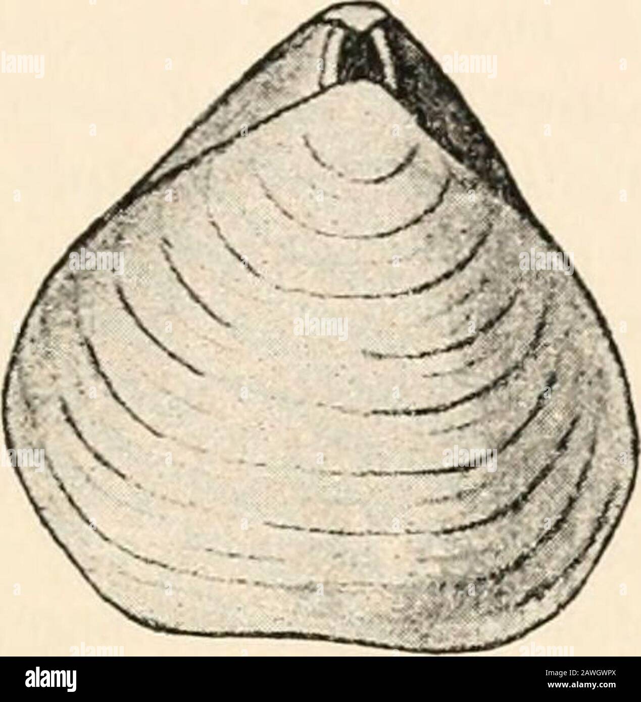 Text-book of comparative anatomy . cuticle; in Phoronis it is delicate,and the skin therefore secretes a detached chitinous envelope, whichserves as a dwelling tube. The Bryozoa generally form a rough hardcuticle (cell, ectocyst) whose aperture can be closed by a cover, andwhich often calcifies. In a similar way the mantle of the Brachiopodasecretes a bivalve shell which is generally calcareous, less frequentlyhorny. This shell of the Brachiopoda (Fig. 125) cannot be comparedwith the similarly bivalved shell of the Mussel (Lamellibranchiata,Cochlidce). The two shell valves of the former are do Stock Photo