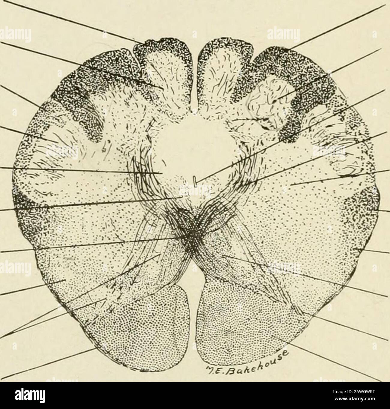 Cuneate fasciculus hi res stock photography and images alamy