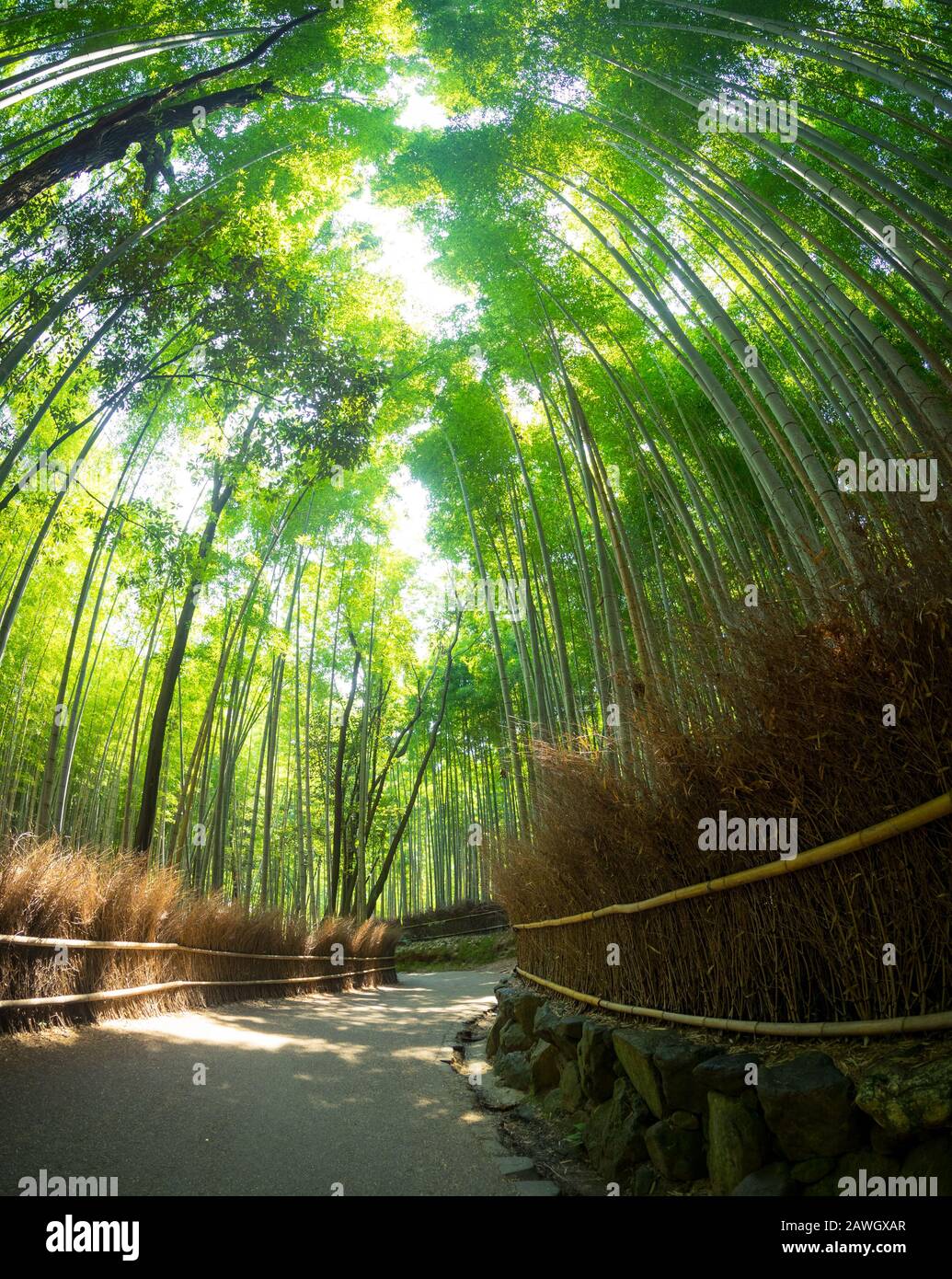 A fisheye, wide angle view of the Sagano Bamboo Forest (Arashiyama Bamboo Grove), a popular attraction in Arashiyama, Kyoto, Japan. Stock Photo