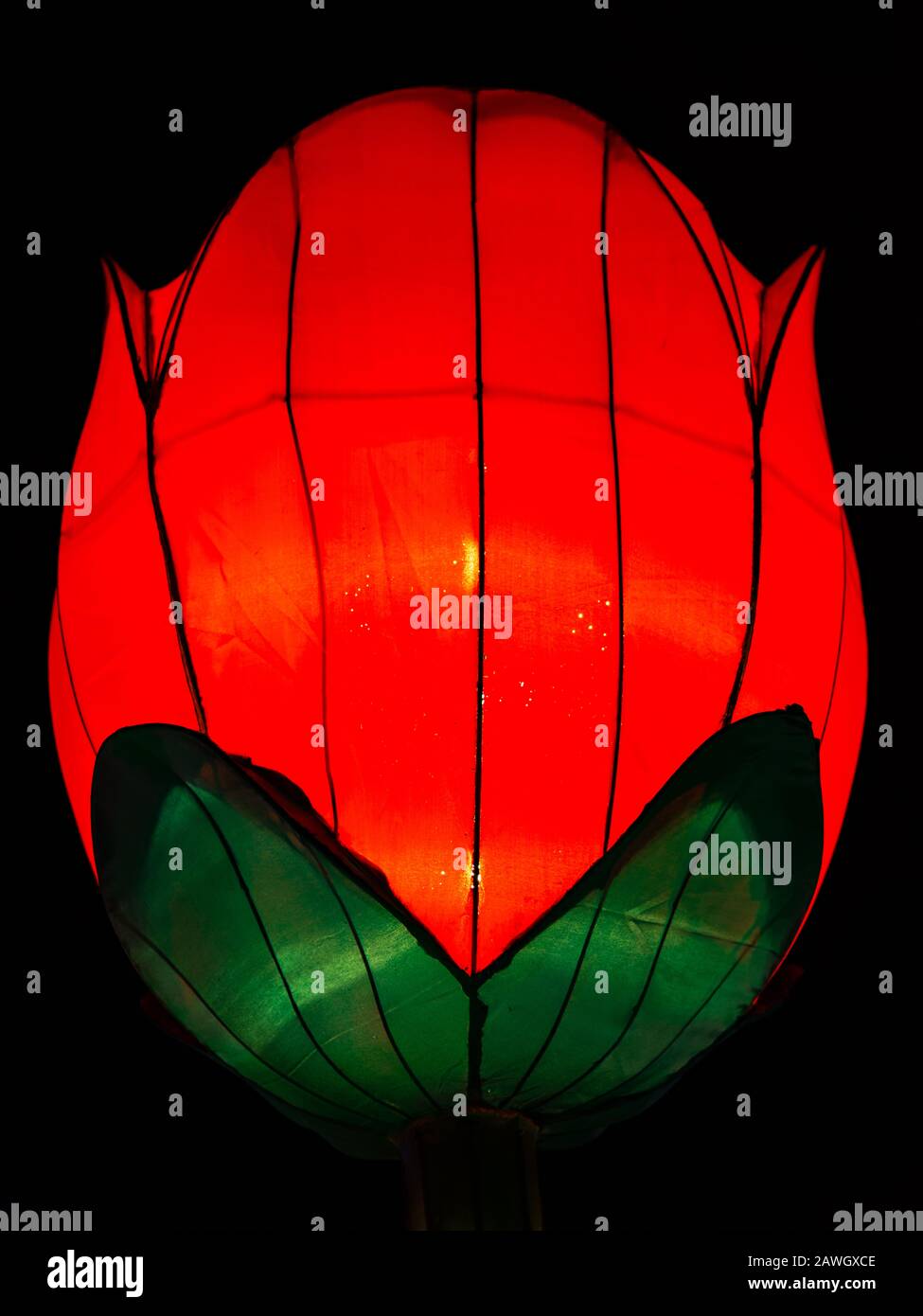 Chinese Lantern Rose With Red Petals and Green Leaves Stock Photo Alamy