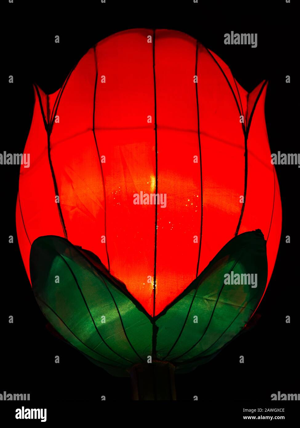 Chinese Lantern Rose With Red Petals and Green Leaves Stock Photo