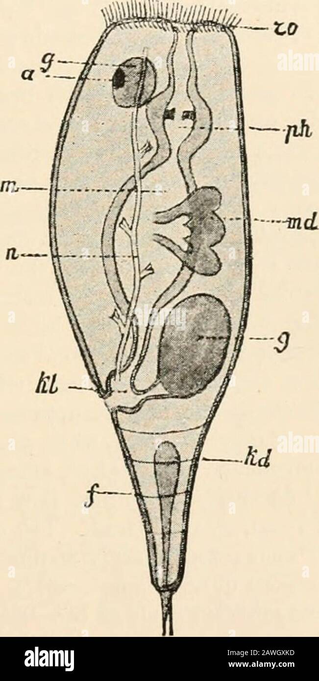 Text-book of comparative anatomy . dorsal on theboundary of body and foot. A vascular systemwanting. One pair of nephridia, of the embryonictype, with several inner ciliated cells, emerge withthe anus and the oviduct into the cloaca. Sexesseparate. The males small, with degenerated ali-mentary canal. Chiefly fresh-water animals. Formsliving in attached tubes or envelopes: Floscularia,Stephanoceros, Melicerta, Lacenularia. In these thewheel organ is produced into lobes or tentacles.Free-living forms : Notommata, Hydatina (Fig. 161,p. 245), Brachionus (carapaced), Asplanchfi, Seison(parasitic on Stock Photo