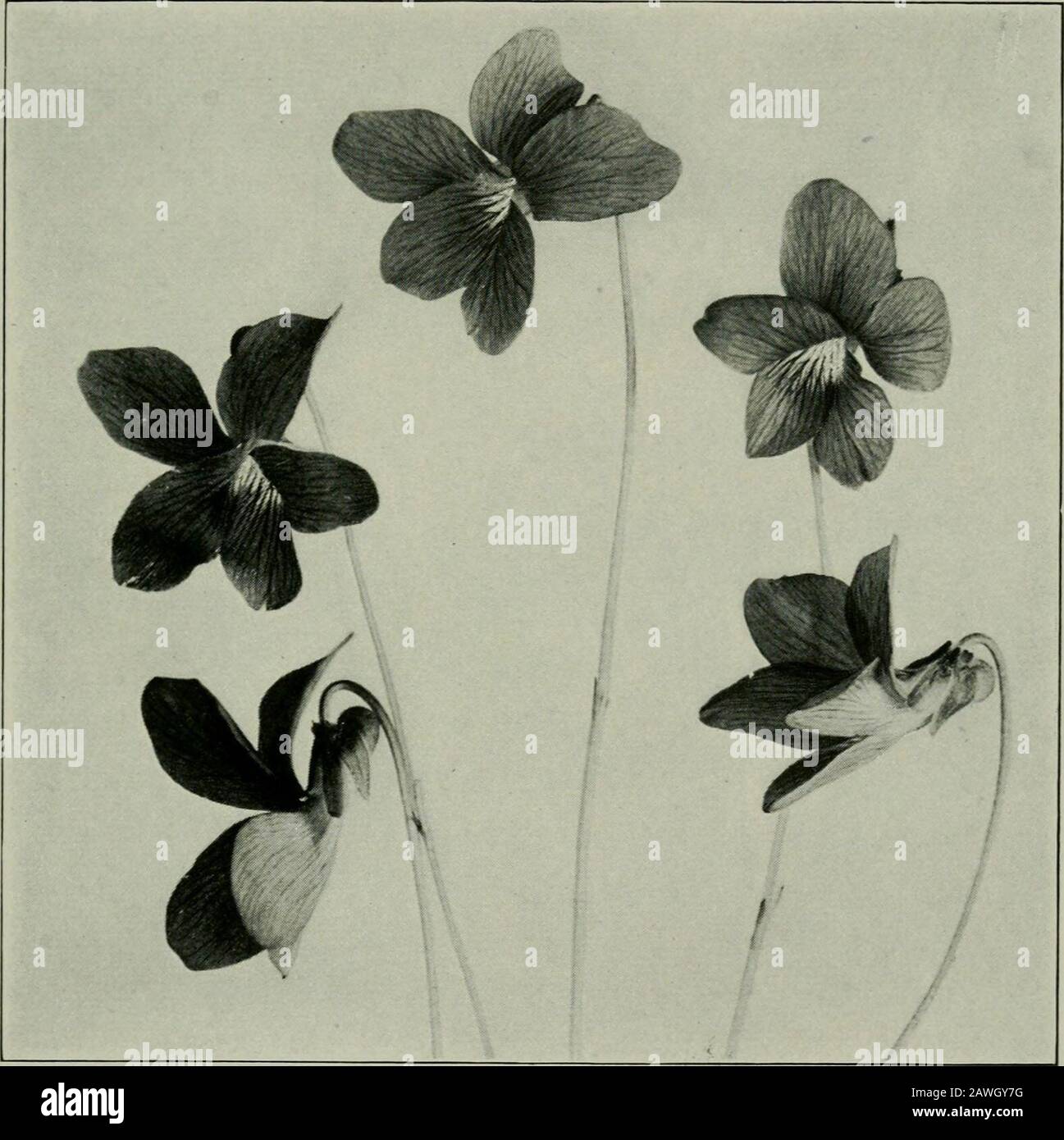 The flower and the bee; plant life and pollination . 20.) This is