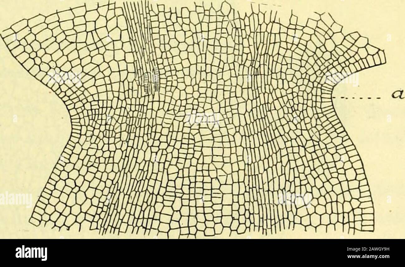 Actes de la Socilinnnne de Bordeaux . Figure 38. — Ricinus communis. — Fleur mâle. — A, coupe longitudinale passant par laxedu i)cdicelle et montrant la position du méristème qui a déjà déterminé son allongementet porté la jeune fleur au-dessus de la bractée axillaire ; B, la même coupe plus grossiemontrant la structure du pédicelle floral au niveau de larticulation (a). Gross. A17, B=100. — 284 — FLEUR FEMELLE Organogénie MACROSuopiQriî. — Son développement est trèssimple : sur le bourgeon floral très proéminent on voit dabordapparaître successivement les cinq sépales qui saccroissent beau-co Stock Photo