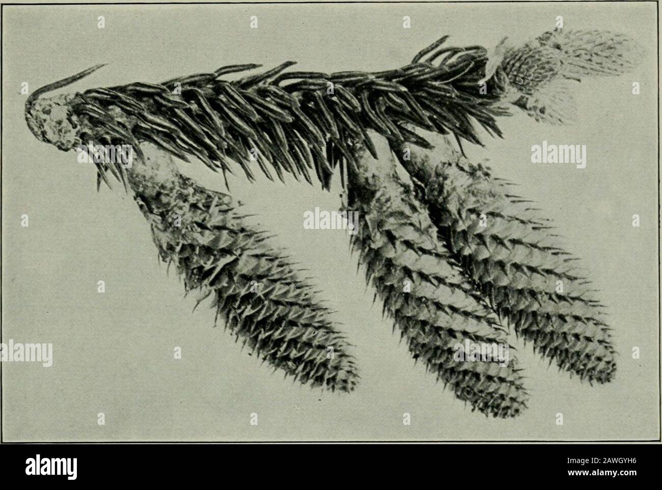 Wind Pollination Pine Trees High Resolution Stock Photography and ...