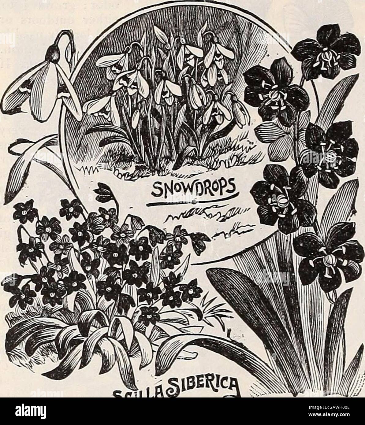 Dreer's autumn catalogue : 1899 bulbs plants, seeds, etc . all of these bulbs. They shouldnot be disturbed often if a fine display is desired. ElAves* Giant Snowdrop- ( Galafithus Ekvesi). An exceed-ingly large and beautiful singlevariety; flowers snow wlite, withemerald-green tube. 3 for 5 cts.,15 cts. per doz., §1.00 per 100,§7.00 per 1000.Sing-le Snowdrop {Ga/nfif/ius Jiivaiis). Pure white gracefulbells; early flowering. 3 for 5cts., 15 cts. per doz., §1.00 per100, $7.00 per 1000.Double Snowdrop {Galan- tJiKs nivalis Jl. pL). Flowers-perfectly double, pure white. 3for 10 cts., 25 cts. per d Stock Photo