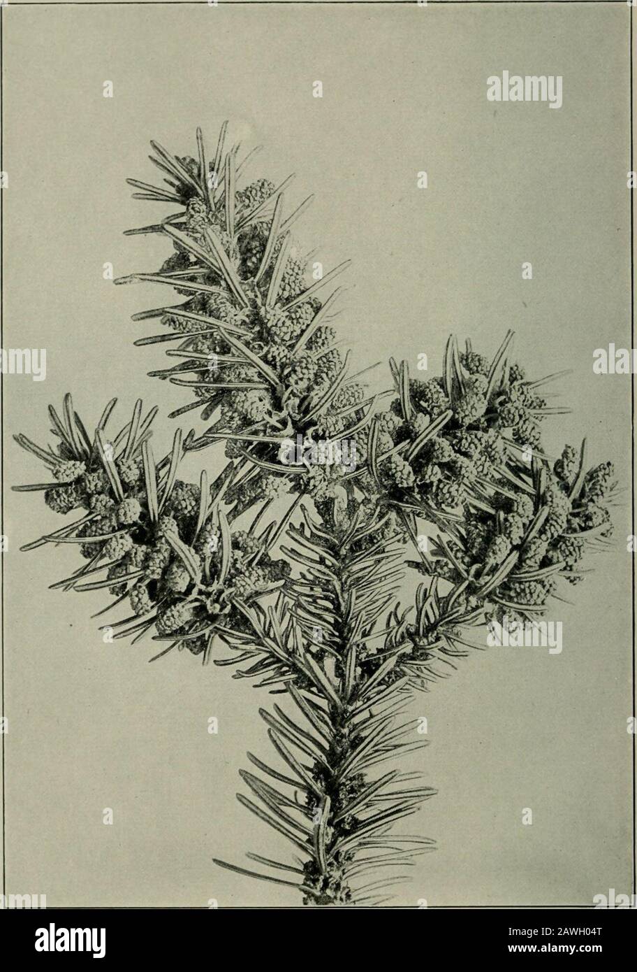 Wind Pollination Pine Trees High Resolution Stock Photography and ...